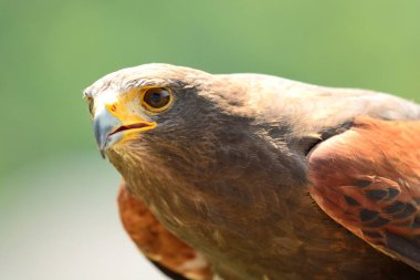 Harris 'in şahini (Parabuteo unicinctus)