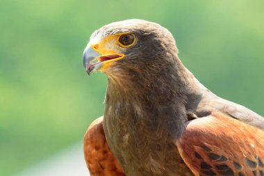 Harris 'in şahini (Parabuteo unicinctus)