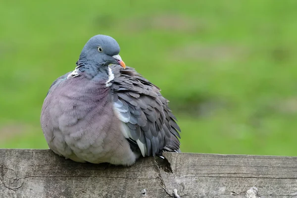 Pigeon des bois (Columba palumbus)) — Photo