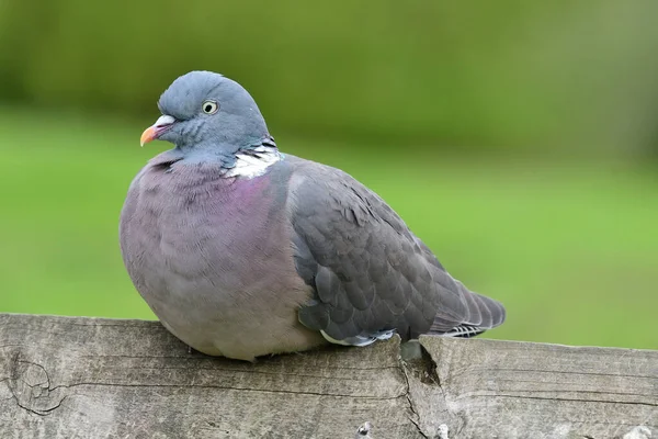 Pigeon des bois (Columba palumbus)) — Photo