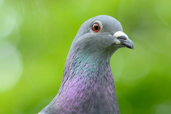 Retrato de pombo — Fotografia de Stock