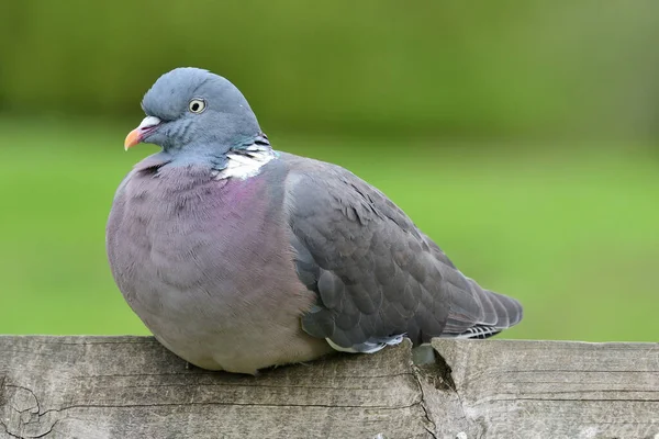 Paloma de madera común (Columba palumbus) —  Fotos de Stock