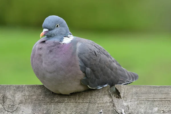 Common wood pigeon (columba palumbus) — Stock Photo, Image