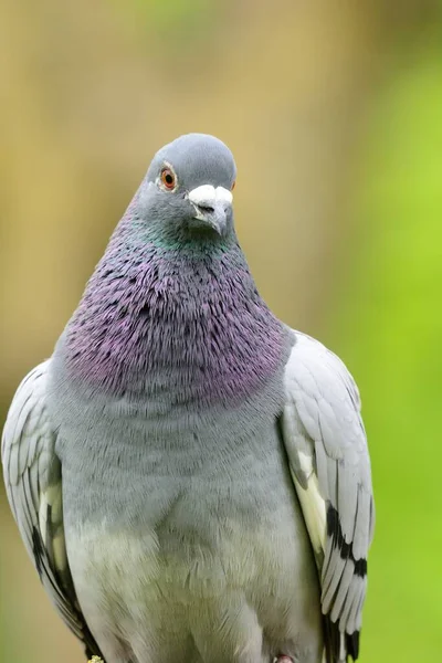 Retrato de pombo — Fotografia de Stock