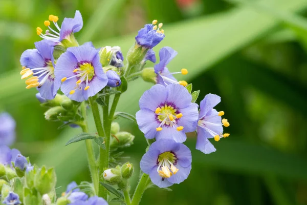 Σκάλα βόρειου Jacobs (polemonium boreale) — Φωτογραφία Αρχείου