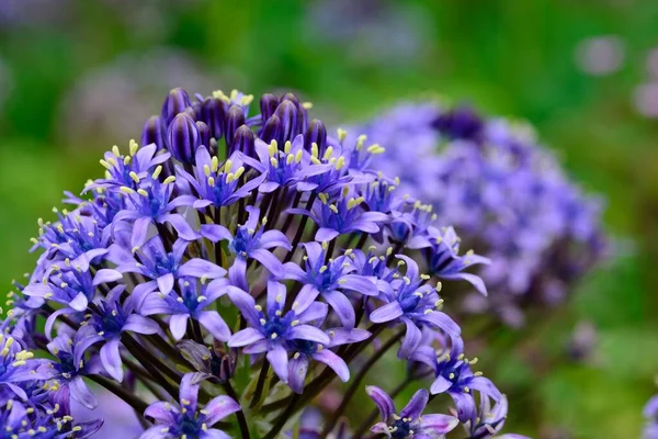 Esquadrão português (scilla peruviana ) — Fotografia de Stock