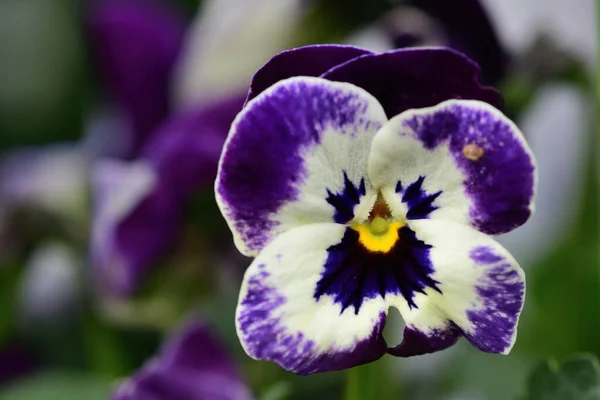 Fioletowe braterskie kwiaty — Zdjęcie stockowe