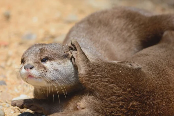 Two otters cuddling — Stock Photo, Image