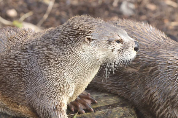 Asyalı küçük pençeli su samuru (aonyx cinerea)