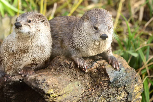 Asyalı küçük pençeli su samurları (aonyx cinerea)