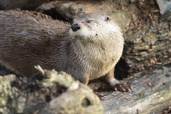 Asian small clawed otter (aonyx cinerea) — Stock Photo, Image