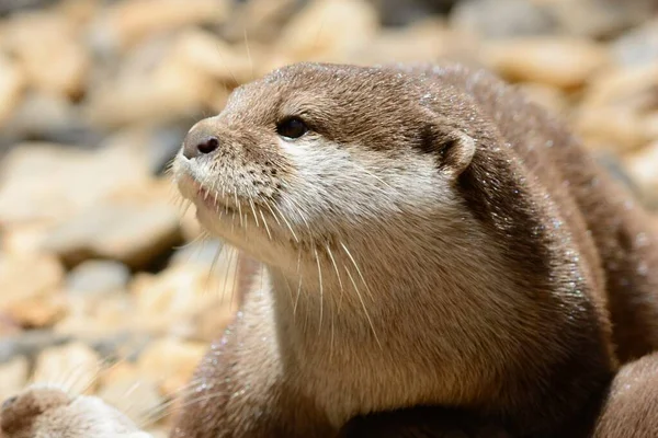 Head shot of an otter — ストック写真