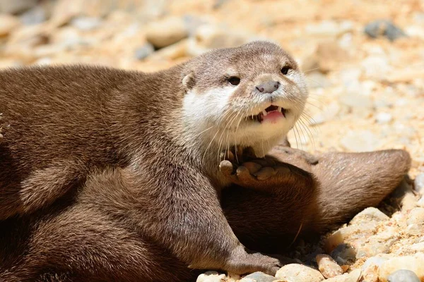 Two otters cuddling — Stock Photo, Image