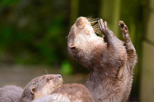 Asian small clawed otter (aonyx cinerea)