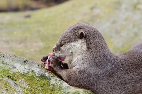 Loutre à griffes courtes orientales (aonyx cinerea ) — Photo