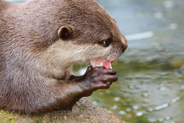 Oriental short clawed otter