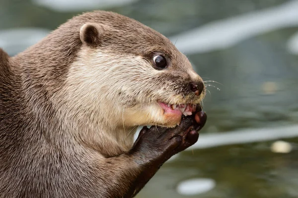 アジアの小さな爪のカワウソ(aonyx cinerea)) — ストック写真