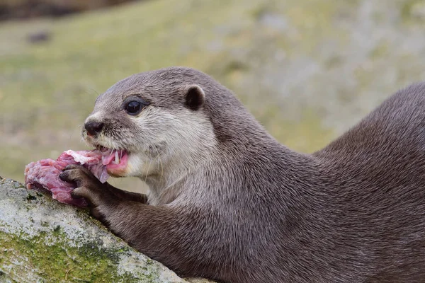 Asian small clawed otter (Aonyx cinerea) — Stock Photo, Image