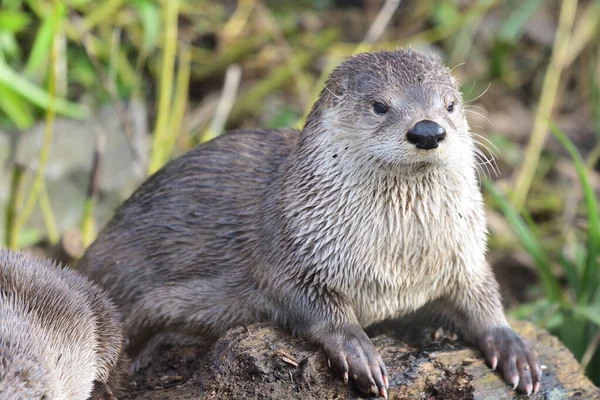 Asian small clawed otter (aonyx cinerea) — Stock Photo, Image