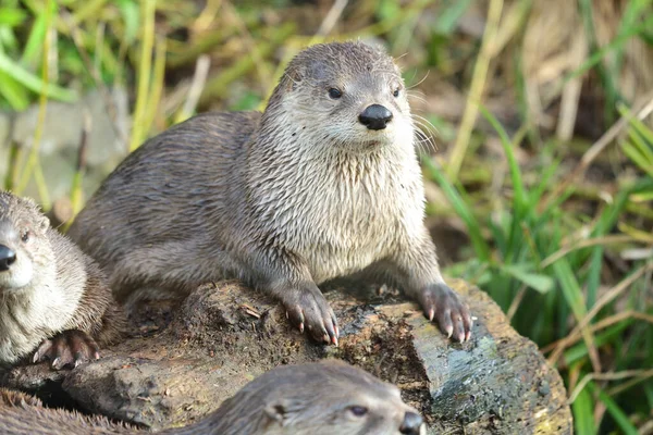 Asyalı küçük pençeli su samuru (aonyx cinerea)