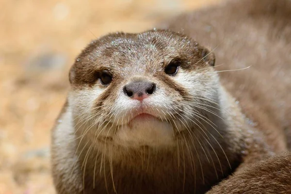 Head shot of an otter — ストック写真