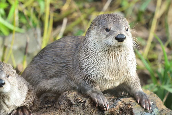 Asyalı küçük pençeli su samuru (aonyx cinerea)