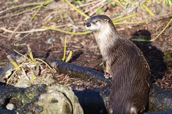 Petite loutre griffée asiatique (aonyx cinerea ) — Photo