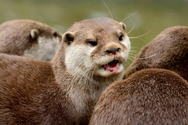 アジアの小さな爪のカワウソ(aonyx cinerea)) — ストック写真