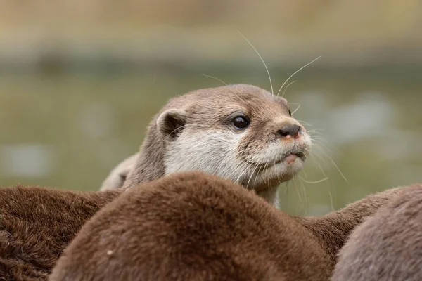 Pequeña nutria asiática con garras (aonyx cinerea ) — Foto de Stock