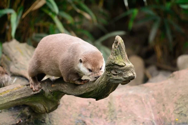 Oriental short clawed otter (aonyx cinerea) — Stock Photo, Image