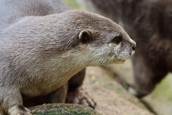 Asian small clawed otter (Aonyx cinerea) — Stock Photo, Image