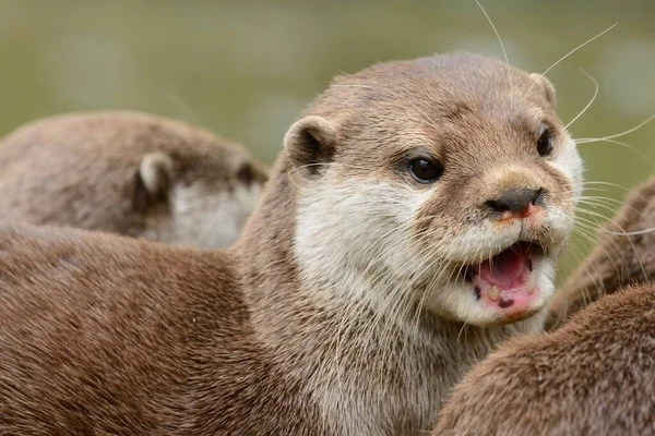 Aziatische kleine klauwotter (aonyx cinerea)) — Stockfoto