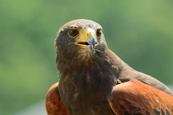 Harrisův jestřáb (Parabuteo unicinctus) — Stock fotografie