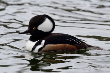 Kukuletalı Merganser (lophoditler guguk kuşu)