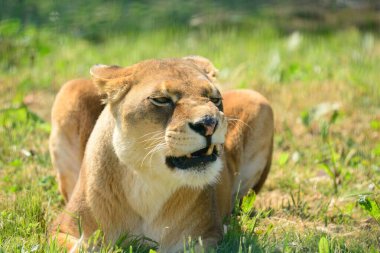 Dişi aslan öğle yemeği vakti.