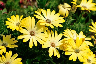 Daisybush (osteospermum))