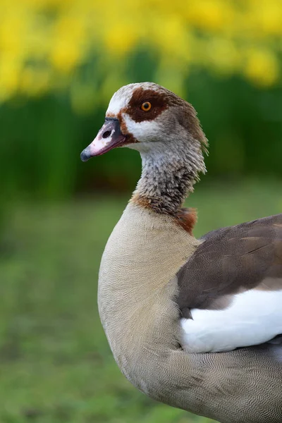 Ägyptische Gans (Alopochen aegyptiaca)) — Stockfoto