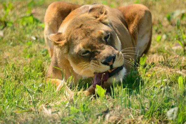 Dişi aslan öğle yemeği vakti.
