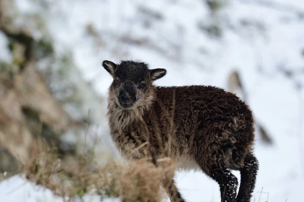 Lamb in the snow — Stock Photo, Image