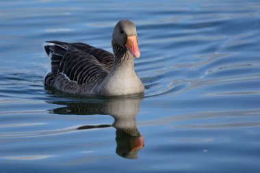 Greylag kaz (Anser anser)