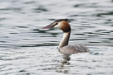 Büyük Armalı Yunus (Podiceps kriteri)