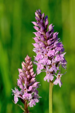 Sık görülen benekli orkide (Dactylorhiza)