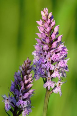 Sık görülen benekli orkide (Dactylorhiza)