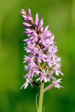 Sık görülen benekli orkide (Dactylorhiza)