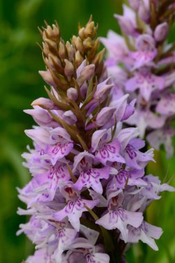 Ortak benekli orkide (Dactylorhiza fuchsii)