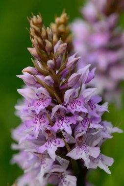 Ortak benekli orkide (Dactylorhiza fuchsii)