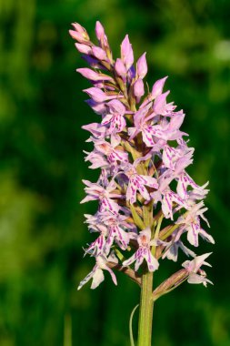 Ortak benekli orkide (Dactylorhiza fuchsii)