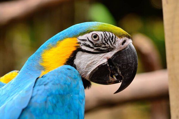 Portrait of a blue and yellow macaw (ara ararauna)