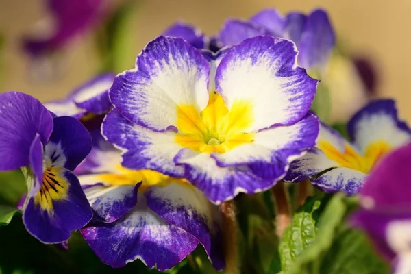 Purple and white primroses — Stock Photo, Image