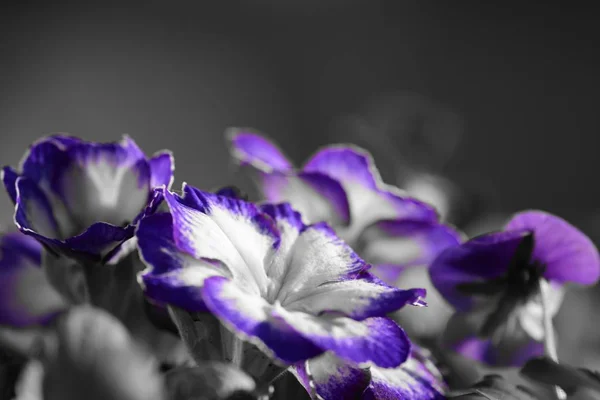 Primule viola e bianche — Foto Stock